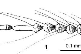  male flagellum