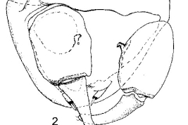 adulto macho genitalia exceptp parameros y edeagus, vista ventral