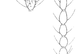female flagellum