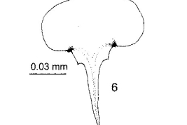 female frontal sclerite