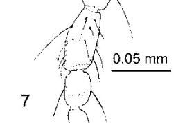 female palpus