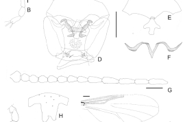 details of the drawings of adult male and female