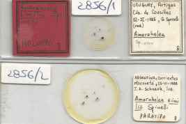 preparados microcópicos Holotipo y Paratipo hembra