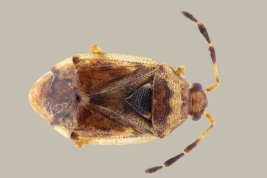 <i>Diplozona collaris</i> from Rio Pilcomayo N.P., Formosa.