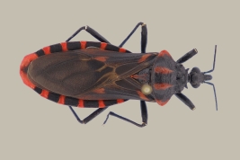 <i>Panstrongylus megistus</i> from Rio Pilcomayo N.P., Formosa.