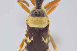 <i>Apiomerus arnaui arnaui</i> from Rio Pilcomayo N.P., Formosa.