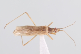 <i>Nabis capsiformis</i> from Buenos Aires, Argentina (photo P. Varela)