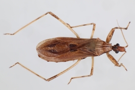 <i>Oncocephalus validispinis</i> from Buenos Aires, Argentina (photo P. Varela)