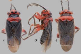 <i>Neocaulotops brevirostris</i>. 4, Male, dorsal aspect. 5, Male, lateral aspect. 6, Female, dorsal aspect.