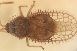 <i> Carvalhotingis hollandi </i>, Paratype [USNM], dorsal view 