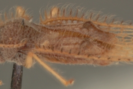 <i> Carvalhotingis hollandi </i>, Paratype [USNM], lateral view 