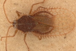 <i> Carvalhotingis hollandi </i>, Paratype [USNM], dorsal view 