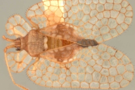 <i>Planibyrsa elegantula</i> (Drake), macho, paratipo [USNM], vista dorsal.