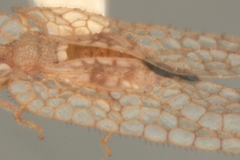 <i>Planibyrsa elegantula</i> (Drake), macho, paratipo [USNM], vista lateral.