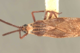 <i>Teleonemia forticornis</i> Chamipon, female, dorsal view.