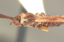 <i>Teleonemia forticornis</i> Chamipon, female, lateral view.