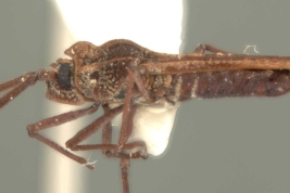 <i>Teleonemia forticornis</i> Chamipon, macho, vista lateral.
