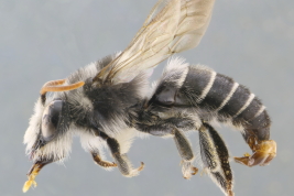 Macho de <i>Mydrosomella gaullei</i> (Vachal, 1904), Berisso, Buenos Aires (Foto: L. Alvarez)