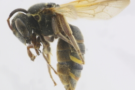 Female lateral view (MLP) Photo: M.Lucia