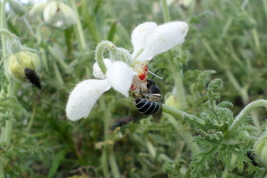 Female of  <i>Colletes cyaneus</i> on <i>Blumenbachia insignis</i>,  Tornquinst, Buenos Aires. (Photo: Valentin Almada)