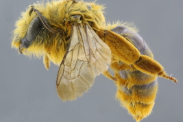 Female lateral view (MLP) Photo: M.Lucia