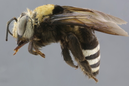 Hembra en vista lateral (Foto: M. Lucia)