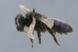 Hembra en vista lateral (MLP) Foto: M.Luica