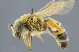 Female lateral view (MLP) Photo: M.Lucia