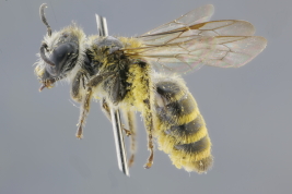 Hembra en vista lateral (MLP) Foto: M.Luica