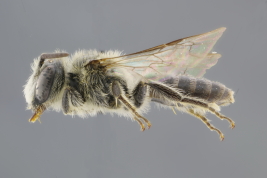 Macho en vista lateral (MLP) Foto:M.Lucia