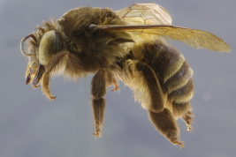 Hembra en vista lateral (Foto: M. Lucia)