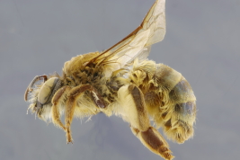 Hembra en vista lateral (Foto: M. Lucia)