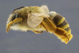 Female lateral view (MLP) Photo: M.Lucia