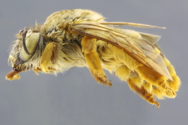 Hembra en vista lateral (MLP) Foto: M.Luica