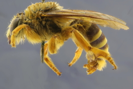 Macho en vista lateral (MLP) Foto:M.Lucia