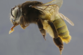 Female lateral view (MLP) Photo: M.Lucia