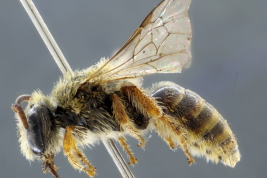 Macho en vista lateral, Berisso, Buenos Aires (Foto: L. Alvarez)
