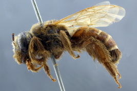 Hembra en vista lateral (Foto: L. Alvarez)