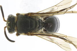 Female in dorsal view (MLP). Photo: M. Lucia