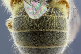 Metasoma de la hembra en vista dorsal (Foto: L. Alvarez)