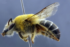 Hembra en vista lateral (Foto: L. Alvarez)