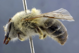 Hembra en vista lateral (Foto: L. Alvarez)