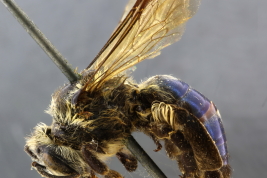 Hembra en vista lateral (Foto: L. Alvarez)