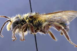 Macho en vista lateral (Foto: L. Alvarez)