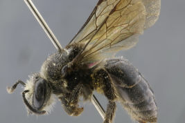 Hembra en vista lateral (Foto: L. Alvarez)