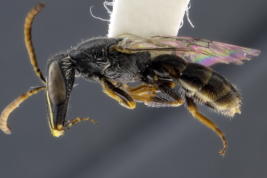 Macho en vista lateral, Salta (Foto: L. Alvarez)