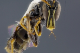 Macho en vista frontal, Salta (Foto: L. Alvarez)