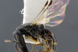 Hembra en vista lateral (Foto: L. Alvarez)