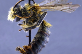 Macho en vista lateral, Jujuy (Foto: L. Alvarez)