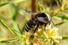 Macho, Mendoza, Argentina (Guillermo Debandi)